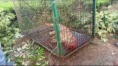 Alipurduar Leopard :চিতাবাঘের হানায় বালকের মৃত্যু, ভয়ে কাঁপছিল চা-বাগান, অবশেষে খাঁচাবন্দি, দেখুন ছবি