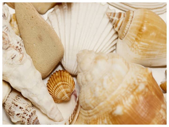 શંખ ફૂંકવાથી ચહેરાની કરચલીઓ ઓછી થાય છે. શંખનો અવાજ ચહેરાના સ્નાયુઓને ઉત્તેજિત કરે છે, જેનાથી રક્ત પરિભ્રમણ સુધરે છે. શંખ નિયમિત ફૂંકવાથી ચહેરાની કરચલીઓ ઓછી થાય છે અને રંગ નિખારે છે.