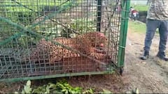 Alipurduar Leopard :চিতাবাঘের হানায় বালকের মৃত্যু, ভয়ে কাঁপছিল চা-বাগান, অবশেষে খাঁচাবন্দি, দেখুন ছবি