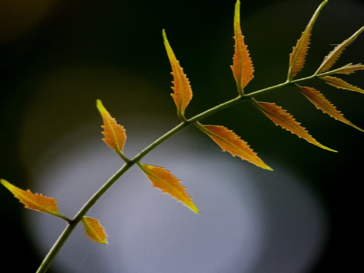 Neem Tea : மழைக்காலத்தில் நோய்களை தடுத்து பரவ விடாமல் பாதுகாக்கும் ஒரு ஆரோக்கியமான வேம்பு டீயின் செய்முறை பற்றி நம்மிடம் பகிர்ந்துள்ளார் ஊட்டச்சத்து நிபுணர் முன்முன் கனேரிவால்.