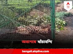 Alipurduar Leopard :চিতাবাঘের হানায় বালকের মৃত্যু, ভয়ে কাঁপছিল চা-বাগান, অবশেষে খাঁচাবন্দি, দেখুন ছবি