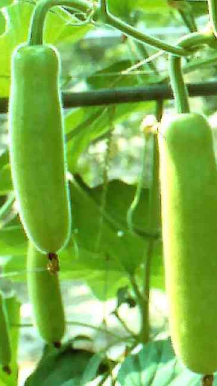 சுரைக்காய் எடை இழப்புக்கு உதவலாம்