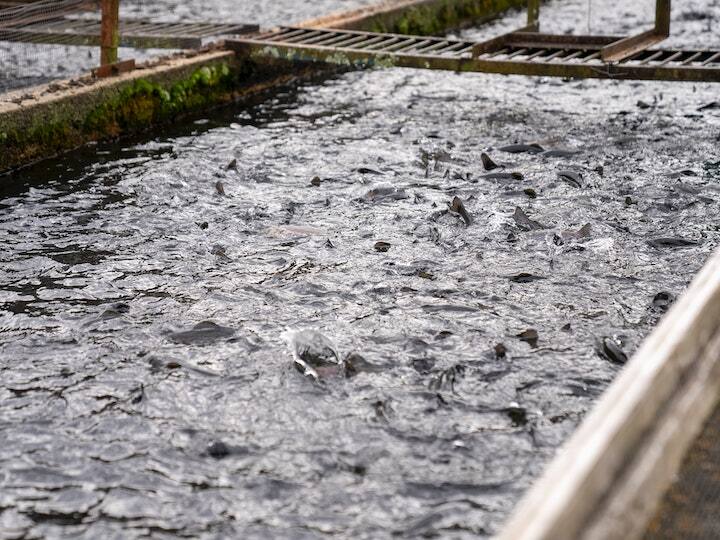 ग्रो फिश एनीव्हेयर की एडवांस टेक्निक के माध्यम से इजराइल के रेगिस्तान में मछली पालन संभव हुआ है.