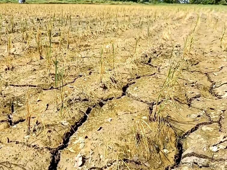 Mayiladuthurai crops wither without cauvery water Farmers suffer TNN காவிரி தண்ணீர் இன்றி கருகும் பயிர்கள்- மயிலாடுதுறை மாவட்ட விவசாயிகள் வேதனை