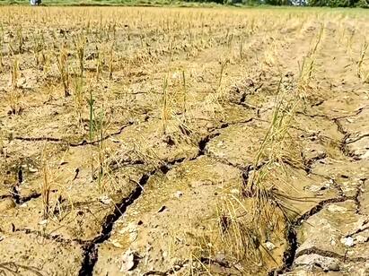 Mayiladuthurai crops wither without cauvery water Farmers suffer TNN காவிரி தண்ணீர் இன்றி கருகும் பயிர்கள்- மயிலாடுதுறை மாவட்ட விவசாயிகள் வேதனை