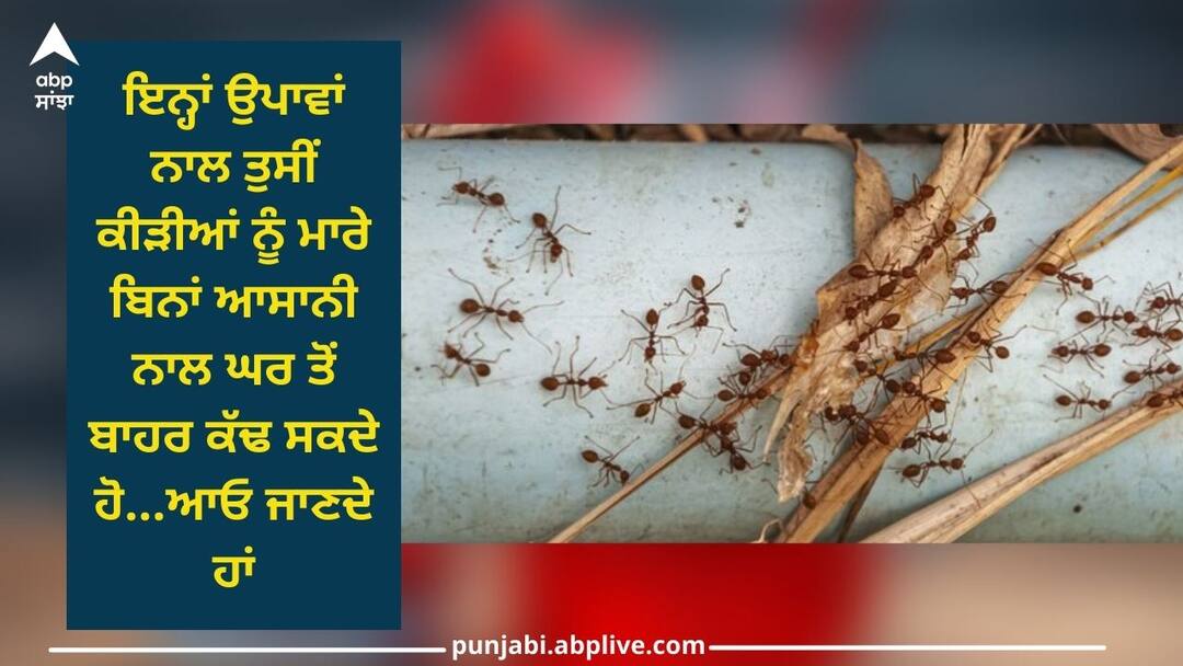 Get rid of ants in home: ਕਦੇ ਵੀ ਘਰ ਅੰਦਰ ਨਹੀਂ ਵੜਨਗੀਆਂ ਕੀੜੀਆਂ, ਬਸ ਚਾਰ ਸੌਖੇ ਤਰੀਕੇ ਅਪਣਾਓ Ants will never enter home, just follow 4 simple methods home remedies Get rid of ants in home: ਕਦੇ ਵੀ ਘਰ ਅੰਦਰ ਨਹੀਂ ਵੜਨਗੀਆਂ ਕੀੜੀਆਂ, ਬਸ ਚਾਰ ਸੌਖੇ ਤਰੀਕੇ ਅਪਣਾਓ