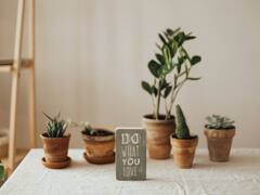 Indoor plants: வீட்டிற்குள் செடி வைக்க விரும்புகிறீர்களா… இதைப் படிங்க!