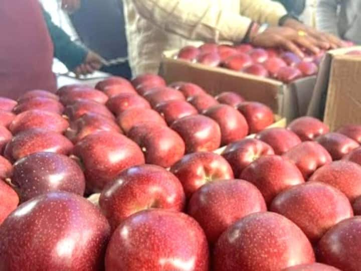 Apple Production in Himachal Pradesh Weather hits Himachal apple season ann Apple in Himachal Pradesh: हिमाचल के सेब सीजन पर मौसम की मार! उत्पादन में आई भारी गिरावट