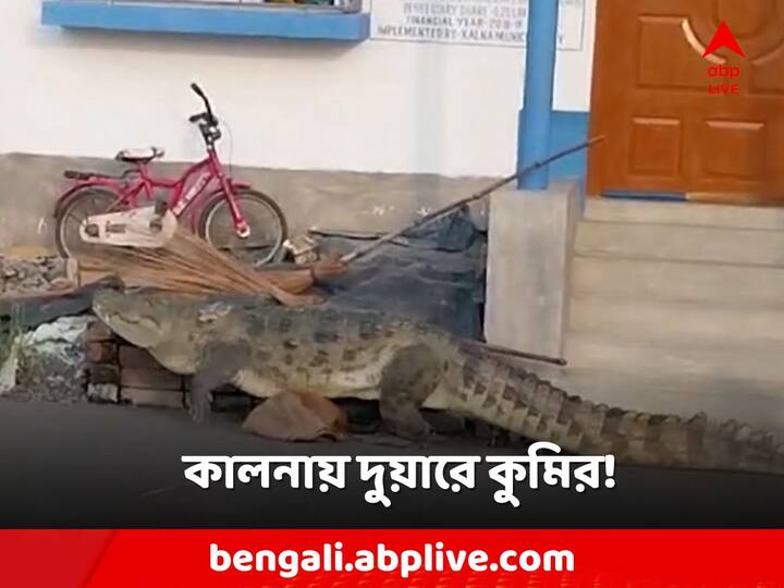 Kalna News Crocodile roaming on area people feared Kalna News: বাড়ি বাড়ি ঘুরে বেড়াচ্ছে বিরাটাকার কুমির! কালনায় ছড়িয়েছে আতঙ্ক