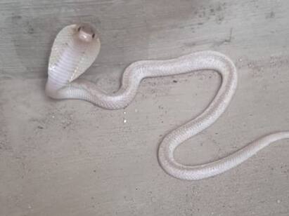 white cobra caught in Coimbatore was released into the wild TNN கோவையில் பிடிபட்ட வெள்ளை நிற நாகபாம்பு  பொதுமக்கள் ஆச்சரியம்