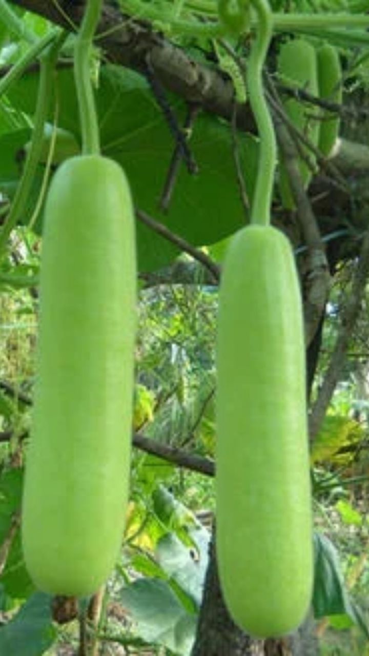 இதில் கொழுப்பு மற்றும் கொலஸ்ட்ரால் மிகவும் குறைவாக உள்ளது