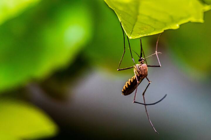 डेंग्यूमध्ये आपल्या आहाराची विशेष काळजी घेणे गरजेचे असते (PC : unsplash.com)