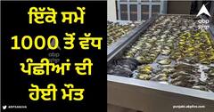 Viral News: ਸ਼ਿਕਾਗੋ 'ਚ ਇੱਕੋ ਸਮੇਂ 1000 ਤੋਂ ਵੱਧ ਪੰਛੀਆਂ ਦੀ ਹੋਈ ਮੌਤ, ਕੀ ਆ ਇਸ ਦੇ ਪਿੱਛੇ ਕਾਰਨ? ਜਾਣੋ