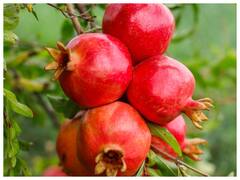 तनाव और चिंता से परेशान हैं तो यह फल अपने डाइट में जरूर करें शामिल, जानें