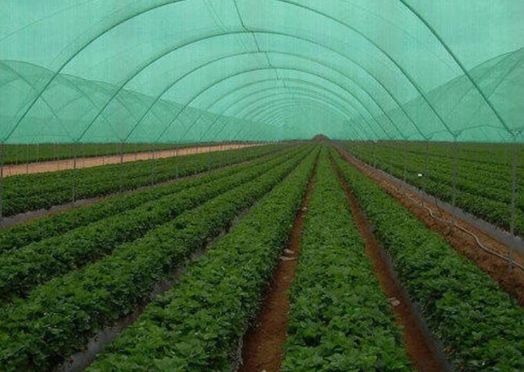 israeli agricultural technology agricultural success story farmer phuleshwar mahato success story : इस्त्रायला गेला, तंत्रज्ञान शिकून आला; आज कमावतोय लाखोंचा नफा