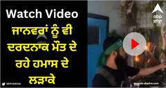 Viral Video: ਇਨਸਾਨ ਤਾਂ ਇਨਸਾਨ... ਜਾਨਵਰਾਂ ਨੂੰ ਵੀ ਦਰਦਨਾਕ ਮੌਤ ਦੇ ਰਹੇ ਹਮਾਸ ਦੇ ਲੜਾਕੇ, ਵੀਡੀਓ ਦੇਖ ਕੇ ਕੰਬ ਜਾਵੇਗੀ ਰੂਹ