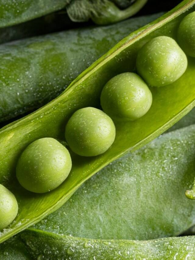Green Pea at Home: તમે ઘરે વટાણા ઉગાડી શકો છો. શિયાળાની ઋતુમાં વટાણાનો ઉપયોગ દરેક ઘરમાં થાય છે.