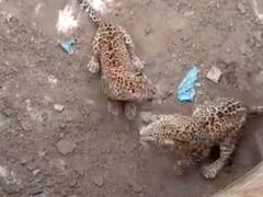 मरे बंदर को देख खाली टैंक में कूदे तेंदुए, 3 घंटे तक गांव के लोगों में दहशत