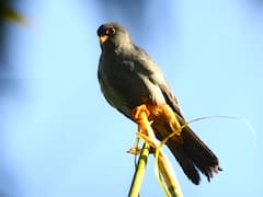 Manipur Gears Up To Welcome Its Winged Guests Amur Falcons