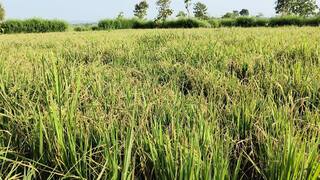 Agriculture News : गांजा लावण्याची परवानगी द्या, शेतकऱ्यांची सरकारकडे मागणी; पिकांवरील किंडीच्या प्रादुर्भावानं शेतकरी संतप्त