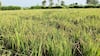 Agriculture News : गांजा लावण्याची परवानगी द्या, शेतकऱ्यांची सरकारकडे मागणी; पिकांवरील किंडीच्या प्रादुर्भावानं शेतकरी संतप्त