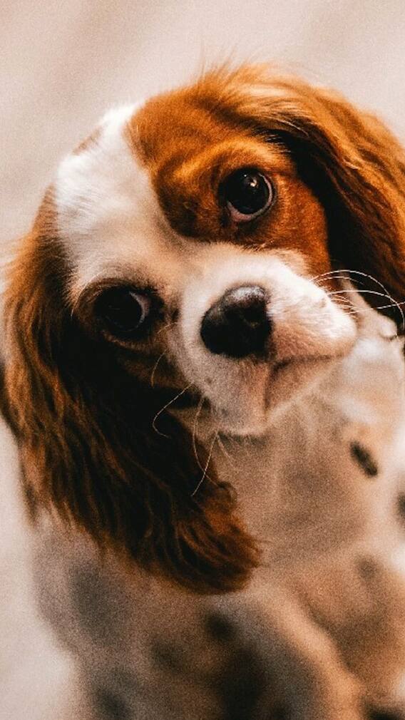 पाळीव प्राण्यांमुळे आपले आरोग्य सुधारते?