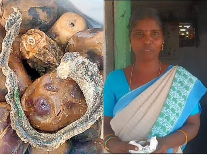 snake was found in a nutrition packet given to pregnant women at Anganwadi center in Chittoor District Chittoor: అంగన్‌వాడీ పౌష్టికాహారం ప్యాకెట్‌లో పాము కళేబరం-షాకైన గర్భిణి-అధికారులకు ఫిర్యాదు