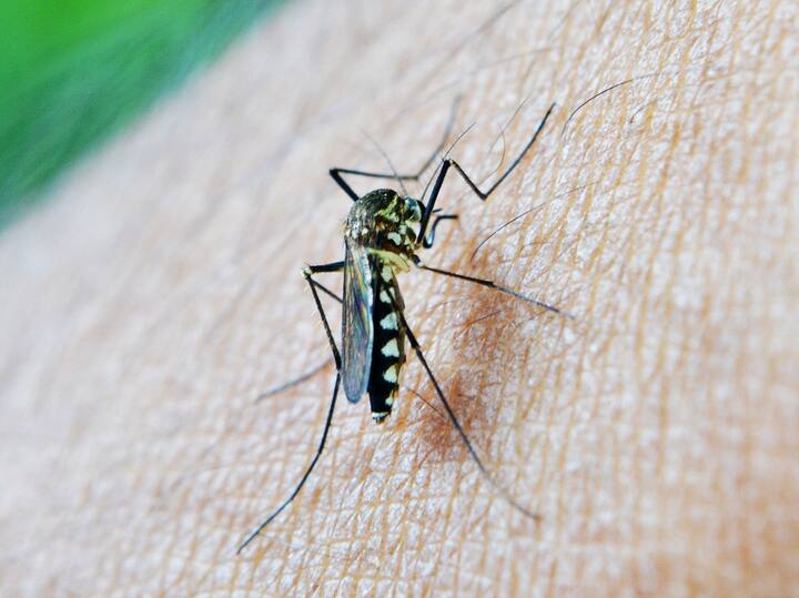 Dengue causes: डेंग्यू (Dengue) झाला असेल तर या गोष्टींची घ्या काळजी.  जाणून घ्या या आजाराबद्दल...