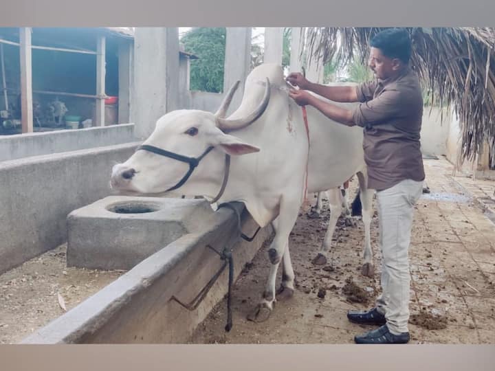 बाजारे यांनी यानंतर सांगोला तालुक्यातील लम्पीची साथ मोठ्या प्रमाणात असणाऱ्या लोटेवाडी, अजनाळे, माळशिरस, शंकरनगर अशा विविध गावात जाऊन या किटचा प्रयोग केला.