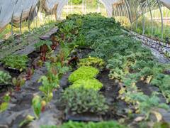 गांव में खाली पड़े खेत से करना चाहते हैं इनकम तो ये तरीके अपनाएं, घर बैठे आएंगे पैसे