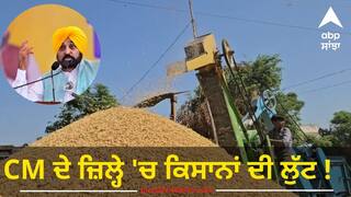 CM ਦੇ ਜ਼ਿਲ੍ਹੇ 'ਚ ਕਿਸਾਨਾਂ ਦੀ ਲੁੱਟ ! ਘੱਟ ਭਾਅ 'ਤੇ ਬਾਸਮਤੀ ਖ਼ਰੀਦ ਰਹੇ ਵਪਾਰੀ, ਕਿਸਾਨ ਮੰਡੀਆਂ ਚੋਂ ਝੋਨਾਂ ਚੁੱਕਣ ਨੂੰ ਮਜਬੂਰ