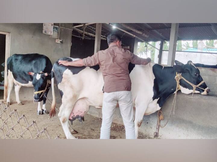 त्यामुळे कीट असतांना देखील गुरांची तपासणी, दूध काढणे शक्य आहे. बाजारे यांच्या गोठ्यात गेल्या 20 वर्षांपासून 55 जनावरे आहे. त्यामुळे त्यांनी या कीटची पहिली ट्रायल आपल्या गोठ्यातील जनावरांवर केली.