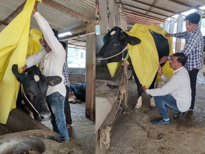 यामुळे लम्पीचा धोका टाळून संसर्ग देखील रोखता येण्याचा दावा जितेंद्र बाजारे यांनी केला आहे. विशेष म्हणजे अतिशय कमी किमतीत यामुळे आपले पशुधन वाचवता येईल यासाठी शासनाने हा प्रयोगाचा वापर करण्याचे आवाहन देखील बाजारे यांनी केले आहे.