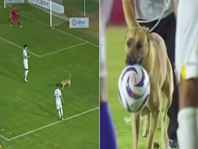 Watch: A dog's day out on Mexican football field, winning team adopts  'sports enthusiast' later