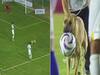 Dog Enters Football Field During Live Match, Gets Adopted By Mexican Team