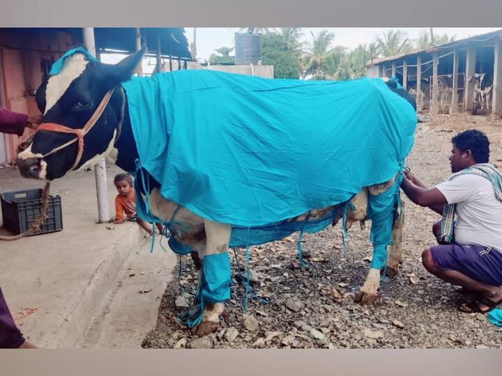 जनावरांवर लम्पीचा धोका वाढू लागल्यावर बाजारे यांनी याचा नीट अभ्यास करून जनावरांसाठी पीपीई कीट बनविण्याचा प्रयोग केला.