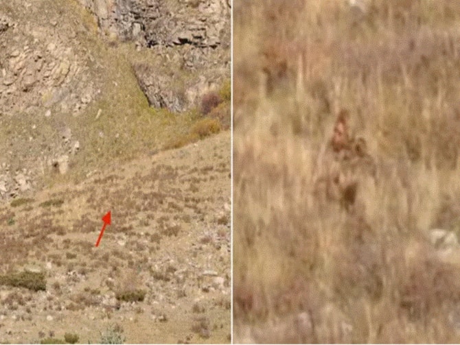 Is that Bigfoot? US couple captures video of mythical creature