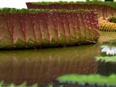 यहां मिली दुनिया की सबसे बड़ी पत्ती, कुत्ता-बिल्ली और इंसान हो सकते हैं इस पर सवार