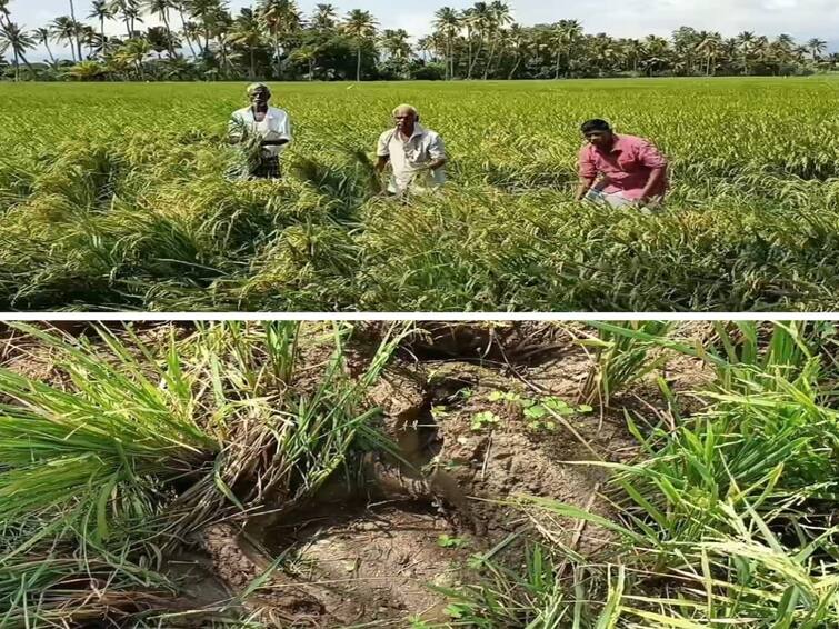 Wild elephants damaged the crops at the time of yielding Tenkasi farmers in tears TNN பலன் தரும் நேரத்தில் பயிர்களை சேதப்படுத்திய காட்டு யானைகள் - கண்ணீரில் தென்காசி விவசாயிகள்