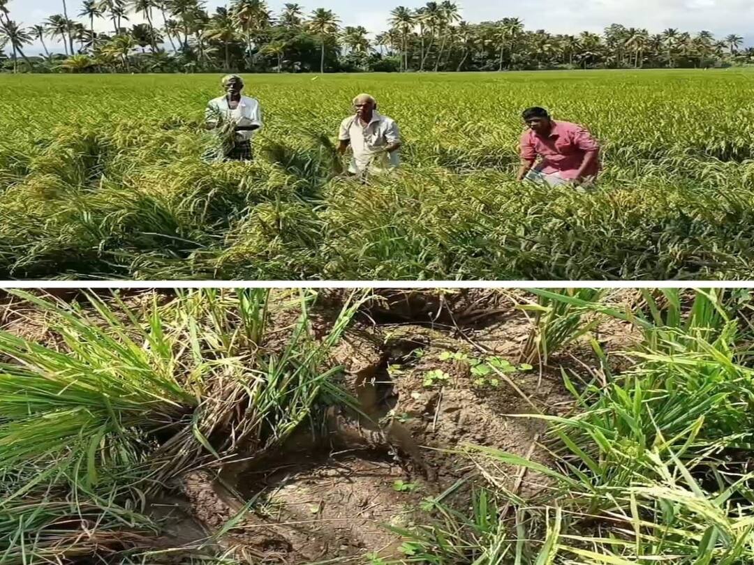 பலன் தரும் நேரத்தில் பயிர்களை சேதப்படுத்திய காட்டு யானைகள் - கண்ணீரில் தென்காசி விவசாயிகள்