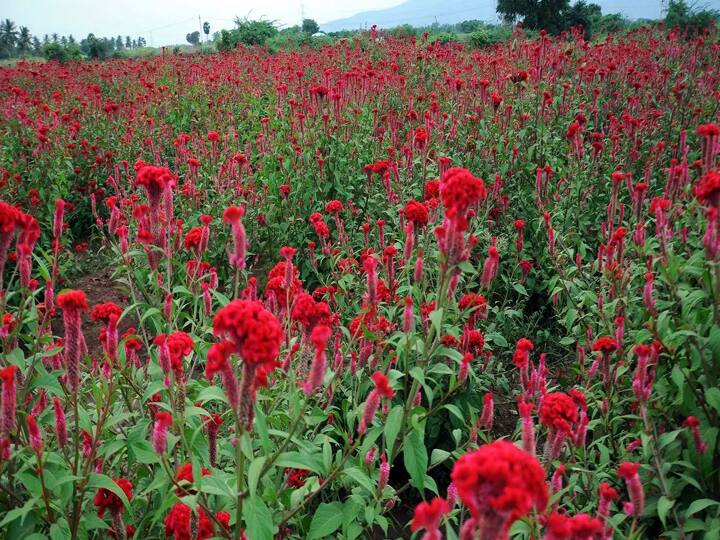 The farmers who have grown flowers are worried because there are no special days TNN விசேஷ நாட்கள் இல்லாததால் விலையில்லை.. பூக்கள் பயிரிட்டுள்ள விவசாயிகள் கவலை