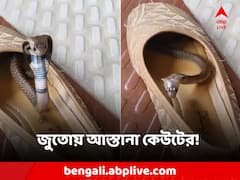 জুতো পরতে গিয়েই চরম বিপদ! ফণা তুলে বেরিয়ে এল কেউটে
