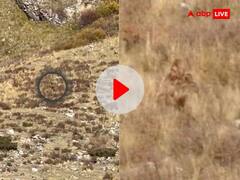 जंगल में घूमता पाया गया 7 फीट लंबा 'राक्षस', पूरे शरीर पर दिखे भालू जितने बाल, सामने आया VIDEO