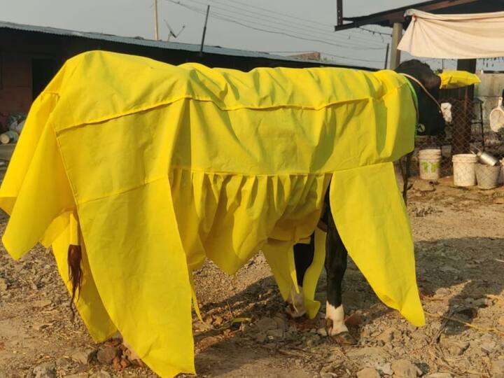 अशावेळी सांगोला तालुक्यातील महूद गावाच्या एका कपडे व्यापाऱ्याने जनावरांसाठी आता पीपीई किट (PPE Kit) बनवली आहे.