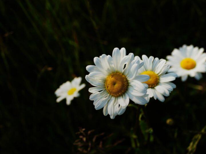 मार्केट में इस फूल का काफी डिमांड है. इसकी लागत भी काफी कम आती है और आप 10-12 हजार रुपया निवेश कर 5-6 गुना प्रॉफिट बना सकते हैं. लगातार करते रहे तो करोड़पति बन सकते हैं.