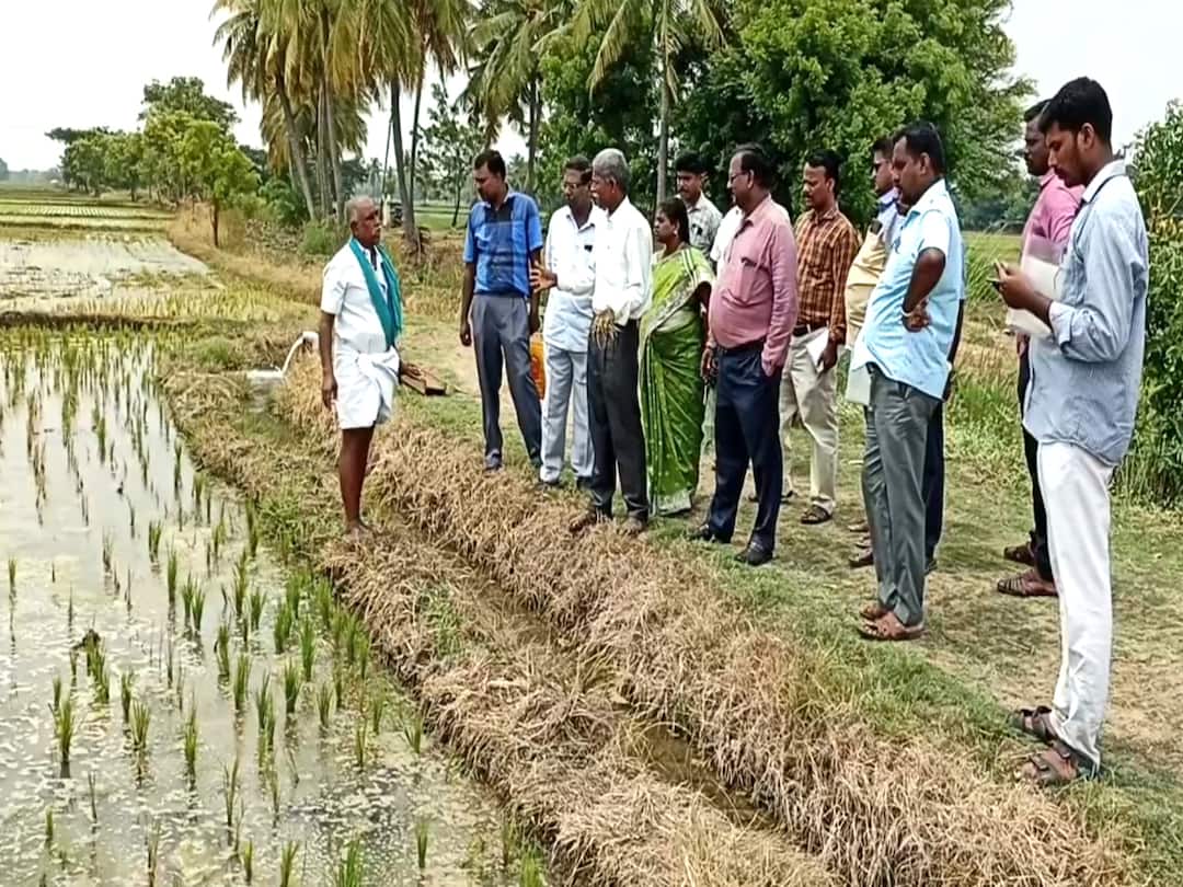 டிஏபி உரத்தை டெல்டா விவசாயிகள் பயன்படுத்த வேண்டாம் - வேளாண் விஞ்ஞானிகள் அட்வைஸ்