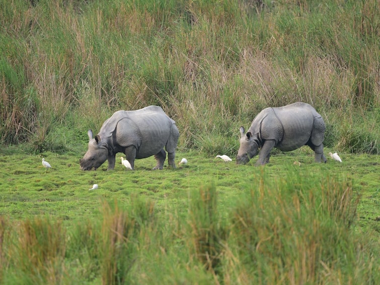 Kaziranga National Park Reopen Tourists Assam From October 15 Online Safari Booking Timings Tickets Kaziranga National Park To Reopen For Tourists From October 15 With New Rules, Timings For Jeep Safaris