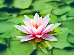 गुलाब, गेंदा या कोई और... जानिए क्या है पाकिस्तान का राष्ट्रीय फूल