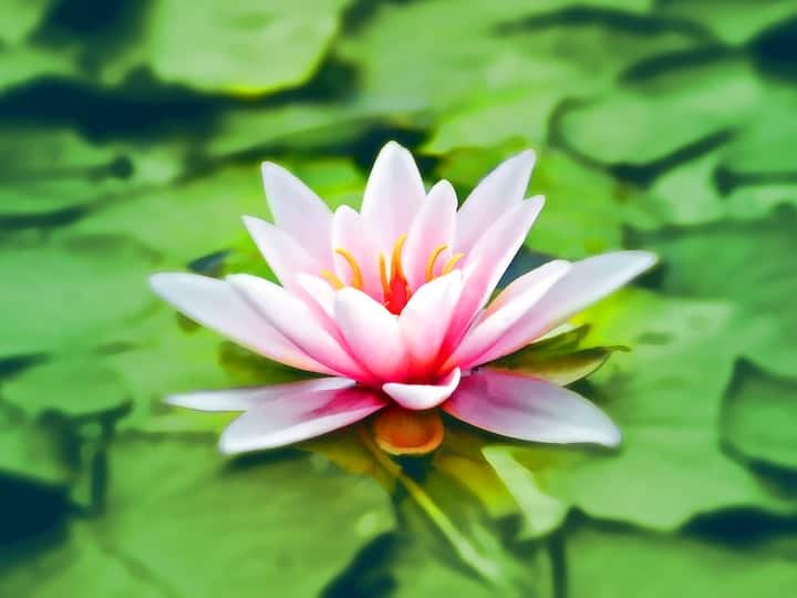 हमारे भारत देश के राष्ट्रीय फूल के बारे में तो आपको पता ही है. कमल हमारे देश का राष्ट्रीय फूल है.