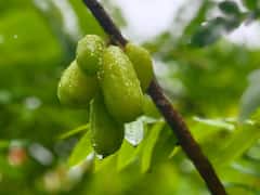 ये हैं पांच अनोखे और अद्भुत भारतीय फल, आप भी जान लें